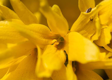 yellow forsythia in spring