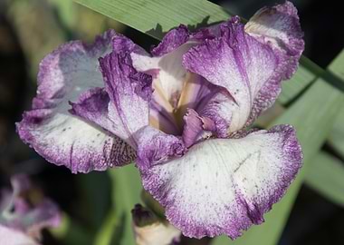 iris gladiolus in bloom in