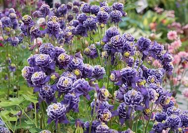 aquilegia flower in bloom