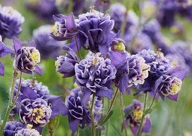 aquilegia flower in bloom