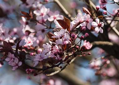pink flower on tree