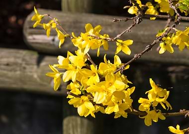 yellow forsythia in spring