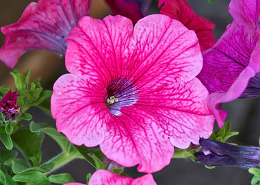 digitalis purpurea flower
