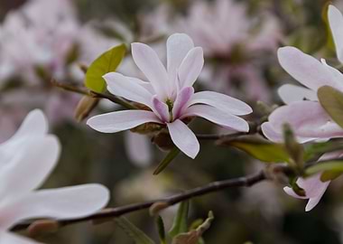 blooming magnolia flowers