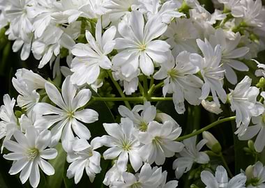 lewisia flower in bloom