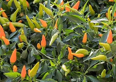 chili pepper for food