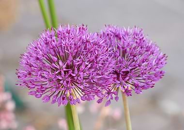 allium in bloom