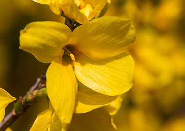yellow forsythia in spring