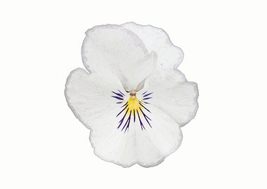 violet in the garden