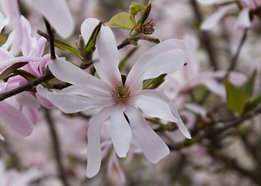 blooming magnolia flowers