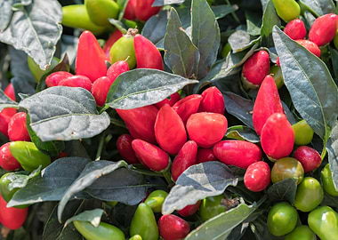 chili pepper for food