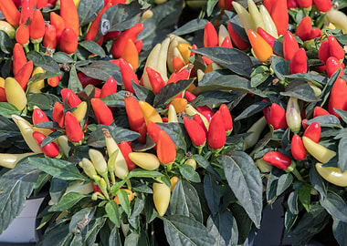 chili pepper for food