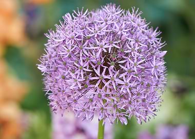allium in bloom