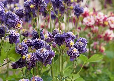 aquilegia flower in bloom