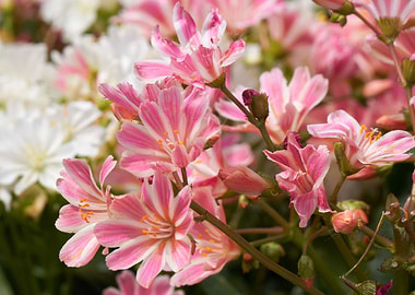 lewisia flower in bloom