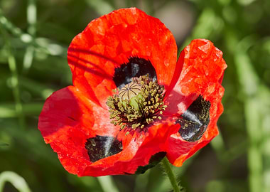 cultivated poppy