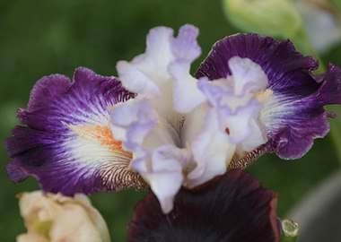 iris gladiolus in bloom in