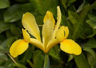 iris gladiolus in bloom