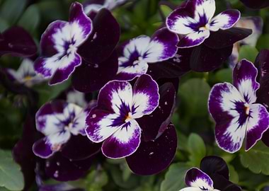 violet in the garden