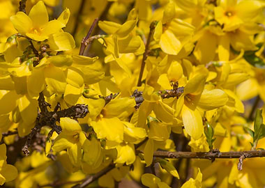 yellow forsythia in spring