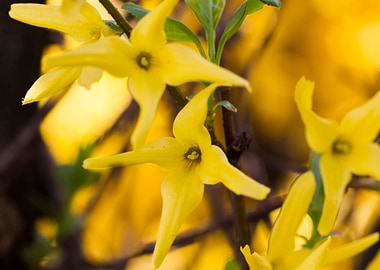 yellow forsythia in spring