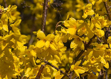yellow forsythia in spring