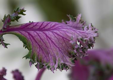 leaves in the garden