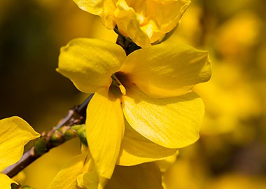 yellow forsythia in spring