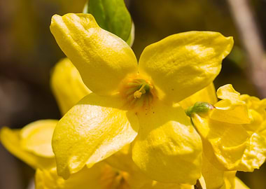 yellow forsythia in spring