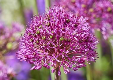 allium in bloom