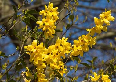 yellow forsythia in spring
