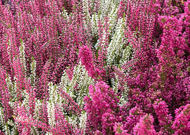 colorful calluna vulgaris