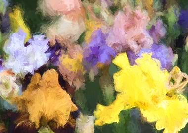 iris gladiolus in bloom