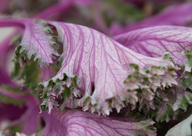 leaves in the garden