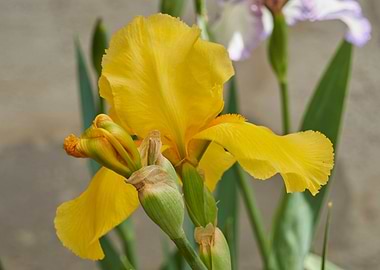 iris gladiolus in bloom