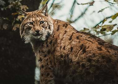 Lynx looking back