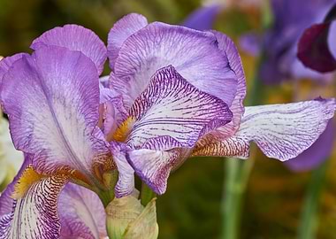 iris gladiolus in bloom