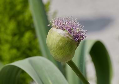 allium in bloom