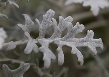leaves in the garden