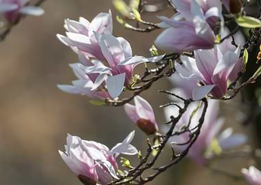 blooming magnolia flowers