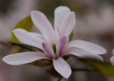 blooming magnolia flowers