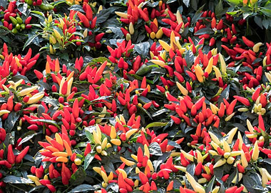 chili pepper for food