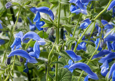 salvia coccinea in bloom