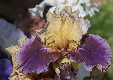 iris gladiolus in bloom in
