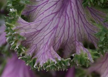 leaves in the garden