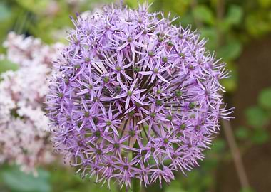 allium in bloom