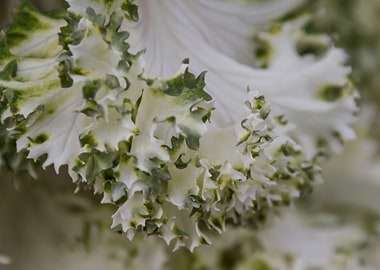 leaves in the garden