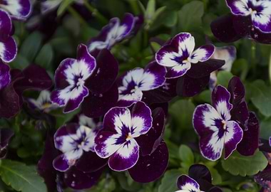 violet in the garden