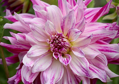 Dahlia Pink Flower