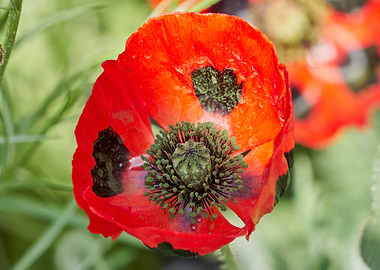 cultivated poppy
